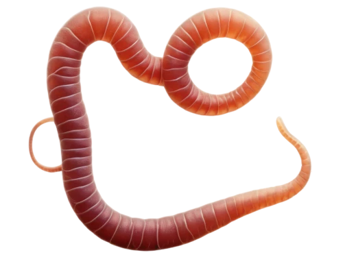 ercp,gastrectomy,duodenal,roundworms,intussusception,nephron,enterocolitis,epigastric,ileum,pylori,intestine,gastrointestinal,gastroenterology,duodenum,appendix,gastric,diverticulitis,achalasia,oviduct,ileus,Photography,Fashion Photography,Fashion Photography 08