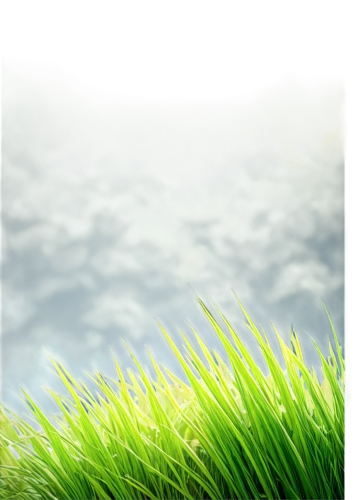 cordgrass,grass,grass grasses,block of grass,green wallpaper,grassy,grasslike,long grass,green grass,gras,wheatgrass,wheat grass,beach grass,seagrass,eelgrass,moss landscape,needlegrass,blade of grass,sporophyte,grass fronds,Illustration,Paper based,Paper Based 03