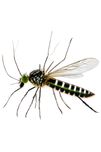 forktail,glyphipterix,mayfly,pseudagrion,stoneflies,chironomidae,sawfly,sesiidae,diptera,charopidae,field wasp,duprey,neuroptera,gescartera,caeciliidae,cerithiidae,lacewing,onchidiidae,ruefly,libellula,Conceptual Art,Fantasy,Fantasy 20