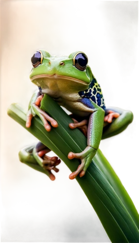 frog background,voigt,pond frog,green frog,frog,woman frog,kawaii frog,running frog,treefrog,coral finger tree frog,cuban tree frog,frog king,spiralfrog,tree frog,froggies,eastern sedge frog,hypsiboas,common frog,man frog,pelophylax,Photography,Fashion Photography,Fashion Photography 17