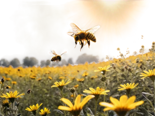 bee,bienen,beekeeping,apiculture,bees,western honey bee,giant bumblebee hover fly,pollinators,drone bee,honey bee home,bombus,honeybees,wild bee,bee farm,honey bees,beekeepers,pollinate,bumblebees,apis mellifera,bee pollen,Photography,Documentary Photography,Documentary Photography 17
