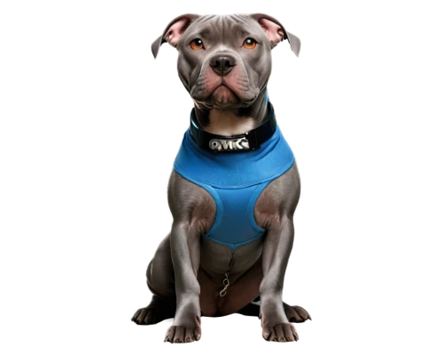 blue staffordshire bull terrier,american staffordshire terrier,apbt,pit bull,derivable,staffordshire bull terrier,weimaraner,pitbull,pit mix,topdog,pitbulls,amstaff,kudubull,bluie,red nosed pit bull,bulbull,bulley,dog photography,great dane,dog pure-breed,Conceptual Art,Daily,Daily 07