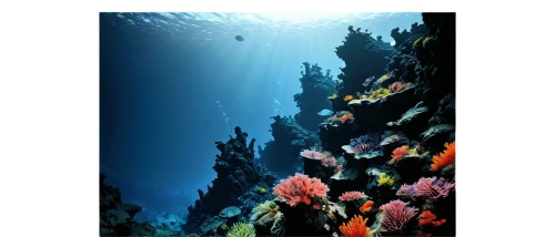 underwater background,underwater landscape,ocean background,ocean underwater,coral reef,ocean floor,seabed,reef tank,deep sea,deep ocean,undersea,coral reefs,amoled,seafloor,marine tank,sea life underwater,oceanarium,seamount,deep coral,aquarium,Art,Artistic Painting,Artistic Painting 24