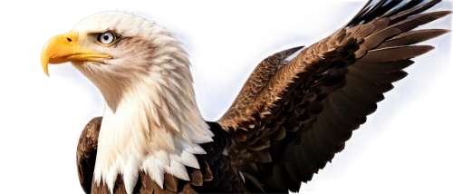 eagle illustration,american bald eagle,bald eagle,eagle,eagle vector,eagle drawing,sea eagle,fish eagle,sea head eagle,african eagle,eagleman,eagle eastern,aigles,imperial eagle,white eagle,finagle,african fish eagle,gray eagle,steppe eagle,of prey eagle,Illustration,Vector,Vector 21