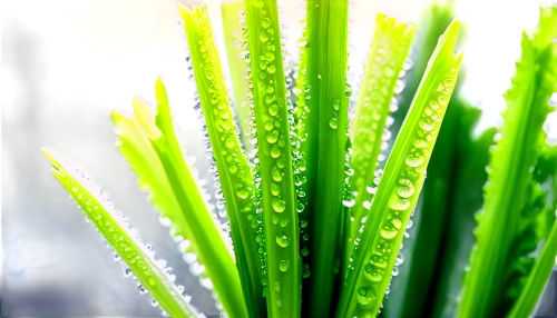 wheat grass,ornamental grass,wheatgrass,sweet grass plant,dew on grass,garden dew,morning light dew drops,dew drops,horsetails,early morning dew,morning dew,dew droplets,equisetum,grass fronds,grasses,feather bristle grass,horsetail,green wheat,background bokeh,tenuifolia,Conceptual Art,Graffiti Art,Graffiti Art 09