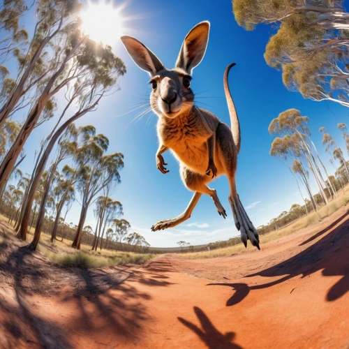 flying dog,superdog,downunder,kangaroo,flying dogs,wallaroo,australian wildlife,australian kelpie,leap for joy,jumpshot,australiana,basenji,roo,running dog,dog photography,jumpiness,bilby,rat terrier,australia,skippy,Illustration,Paper based,Paper Based 27