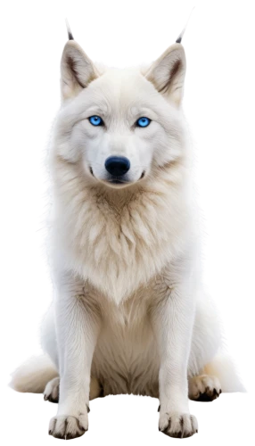 white fox,atka,lumi,samoyedic,white dog,light fur,inu,garrison,yukai,wolpaw,wolfed,samoyed,arctic fox,shoob,atunyote,ein,kishu,furgal,akita,wolffian,Illustration,Retro,Retro 22