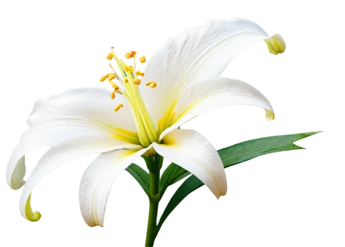 white lily,madonna lily,easter lilies,lilies of the valley,lily flower,flowers png,lillies,lilies,grass lily,delicate white flower,white flower,white plumeria,lily of the valley,lilium,lilium candidum,palm lily,day lily,flower background,tuberose,white trumpet lily,Illustration,American Style,American Style 08