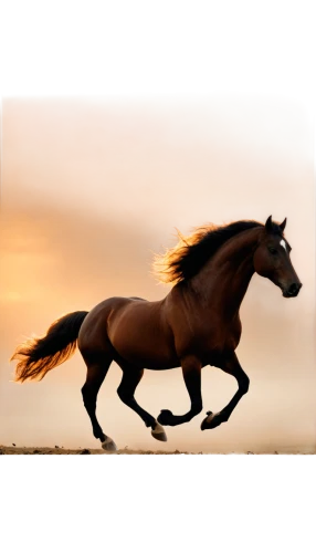 horse running,gallop,equine,galloping,arabian horse,caballo,galloper,gallopin,skyhorse,galloped,epona,pony mare galloping,aqha,chevaux,equato,a horse,gallops,equus,caballus,horse,Illustration,Retro,Retro 18