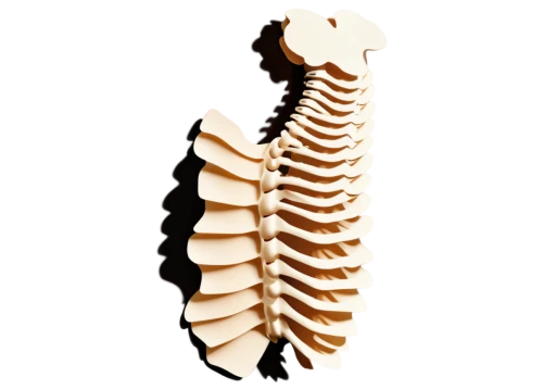 intervertebral,vertebral,fish skeleton,spine,rib cage,mermaid skeleton,ribcage,spinal,wood skeleton,skeleton leaf,breastbone,trapezius,trilobyte,scoliosis,spondylitis,hyoid,skeleton,skeletal,trilobite,cervical spine,Unique,Paper Cuts,Paper Cuts 10