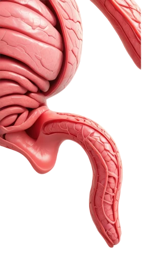 duodenum,intestine,epididymis,enterocolitis,ileum,human internal organ,ercp,diverticulitis,duodenal,intestines,esophagus,oviduct,gastrectomy,diverticula,pancreas,intussusception,tapeworm,colitis,intestinal,diverticulosis,Illustration,Black and White,Black and White 01