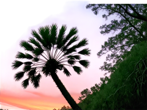 palm tree silhouette,palm tree,palmtree,palms,wine palm,two palms,palm tree vector,palm,washingtonia,palm silhouettes,palmetto,palmetto coasts,palm pasture,giant palm tree,carrabelle,royal palms,palmettos,palm forest,easter palm,fan palm,Illustration,Realistic Fantasy,Realistic Fantasy 26