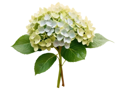 hydrangea flower,hydrangea background,hydrangea flowers,plate hydrangea,hortensia,hydrangea,viburnum,butterbur,elderflower,currant blossom,aralia,spring leaf background,hops flower,lilly of the valley,lily of the valley,white currant,flower background,muguet,lily of the field,arabian jasmine,Art,Classical Oil Painting,Classical Oil Painting 40