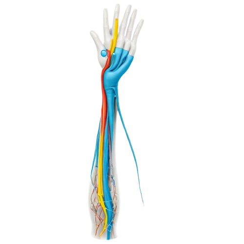 interneuron,neuromodulation,axonal,brachytherapy,connective tissue,microcirculation,acromion,connective back,quipu,arteriovenous,platyneuron,neuropathic,innervation,neuromuscular,electrostimulation,fiber optic light,extensor,neurovascular,neurorehabilitation,corticospinal,Conceptual Art,Graffiti Art,Graffiti Art 04