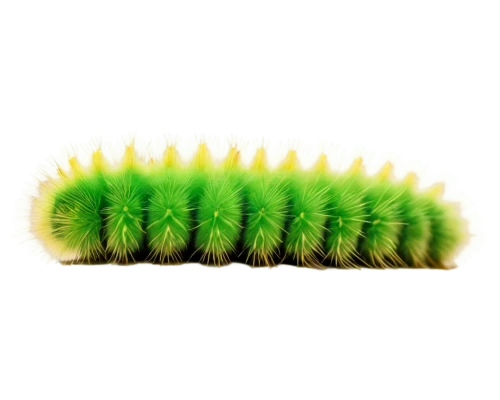 feather bristle grass,caterpillar,glowworm,softspikes,centipede,larva,citronella,chloropaschia,polychaete,cactus digital background,oak sawfly larva,millipede,butterfly caterpillar,spikelet,seedpod,fern leaf,wurm,pupate,blade of grass,inchworm,Photography,Fashion Photography,Fashion Photography 14