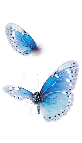 blue butterfly background,butterfly clip art,butterfly background,morphos,butterfly vector,ulysses butterfly,blue butterfly,blue butterflies,butterfly isolated,sky butterfly,isolated butterfly,morpho butterfly,mazarine blue butterfly,butterfly,glass wing butterfly,blue morpho butterfly,butterflies,morpho,blue morpho,butterflied,Conceptual Art,Sci-Fi,Sci-Fi 05