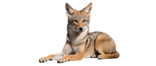 vulpine,south american gray fox,coyote,macropus,canid,atunyote,aleu,vulpes vulpes,vulpes,latrans,foxl,pyote,a fox,volf,foxpro,woodfox,redfox,fennec,sand fox,dhole,Photography,Fashion Photography,Fashion Photography 20