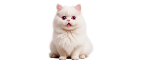 white cat,suara,pink cat,colotti,whiskas,miqdad,minurcat,cuecat,angora,bartok,ermine,cat vector,cute cat,anf,miqati,omc,cat look,white dog,transparent background,cat image,Illustration,American Style,American Style 01