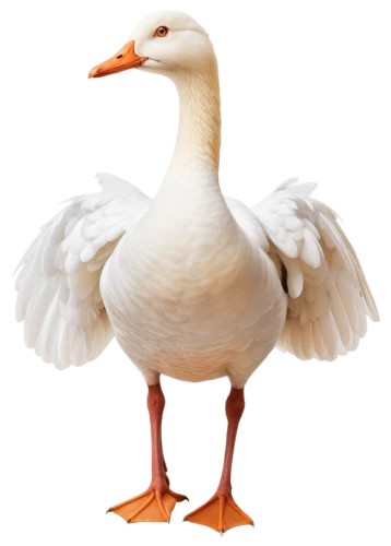 gooseander,rockerduck,ornamental duck,lameduck,duck,goose,bird png,branta,duck bird,brahminy duck,female duck,cayuga duck,diduck,dolan,easter goose,snow goose,nile goose,whitelocke,gwe,greylag goose,Illustration,Realistic Fantasy,Realistic Fantasy 18