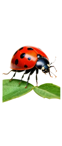 ladybug,seven-dot ladybug,scarlet lily beetle,ladybird beetle,hatching ladybug,lady bug,helikopter,coccinellidae,eega,ladybugs,ladybird,asian lady beetle,aerocar,ladybirds,heli,rose beetle,copter,auratus,ladybug in sage,autogyro,Illustration,Black and White,Black and White 20
