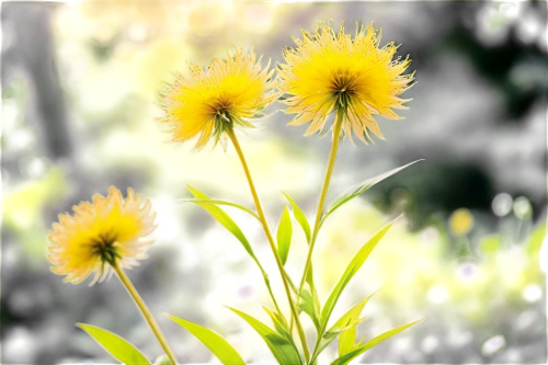 crepis,helichrysum,leucanthemum,sun daisies,pappus,dandelion background,tanacetum,chrysanthemum background,solidago,fleabane,taraxacum,taraxacum officinale,erigeron,yellow daisies,dandelions,yellow chrysanthemum,green chrysanthemums,strawflower,ox-eye daisy,ragwort,Illustration,Japanese style,Japanese Style 04