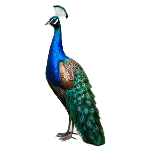 male peacock,indian peafowl,peacock,blue peacock,peafowl,pavo,blue parrot,fairy peacock,pfau,blue macaw,blue parakeet,an ornamental bird,pheasant,tragopan,ornamental bird,peacock feathers,blue and gold macaw,gouldian,bird png,peacocks carnation,Art,Classical Oil Painting,Classical Oil Painting 17
