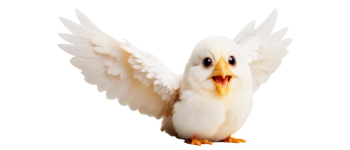 white eagle,cockatoo,gwe,dove of peace,anjo,bird png,schadler,uniphoenix,cacatua,white dove,gullfaks,cherubim,aguiluz,whitelocke,kagu,quickbird,gryfino,coq,pombo,cygnes,Conceptual Art,Oil color,Oil Color 16