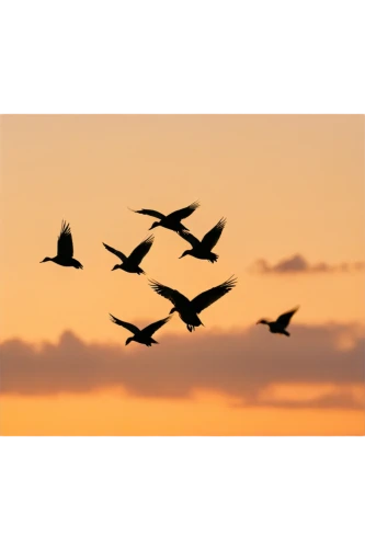 birds in flight,bird flight,group of birds,birds flying,migratory birds,geese flying,flying geese,gaviotas,gray geese,flying birds,wild geese,flock of birds,flock home,bird migration,key birds,flock of geese,migrating,dowitchers,cygnes,birds,Photography,Artistic Photography,Artistic Photography 13