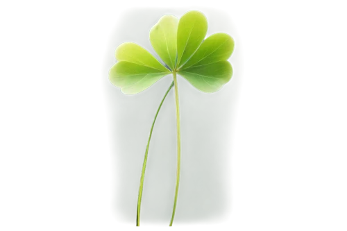 narrow clover,4-leaf clover,pennywort,four-leaf clover,five-leaf clover,long ahriger clover,medium clover,oxalis,clover leaves,four leaf clover,three leaf clover,4 leaf clover,a four leaf clover,clover flower,trifolium,shamrock,lucky clover,oxalis iron cross,maidenhair,clovers,Illustration,Realistic Fantasy,Realistic Fantasy 26