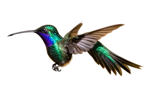 colibri,hummingbirds,humming bird moth,bee hummingbird,humming bird,rofous hummingbird,bird hummingbird,ruby-throated hummingbird,birdwing,calliope hummingbird,humming bird pair,chryssides,annas hummingbird,allens hummingbird,humming birds,black-chinned hummingbird,ruby throated hummingbird,bird fly,anna's hummingbird,chrysologue,Conceptual Art,Sci-Fi,Sci-Fi 18