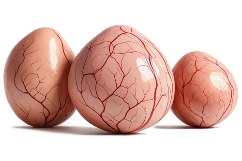 ovules,ellipsoids,oviducts,uropods,egg shells,embryos,hypercholesterolemia,bisected egg,eggs,embryogenesis,alveoli,eggshells,goose eggs,pods,brown eggs,softgel capsules,wrinkled potatoes,testicular,biloba,medical illustration,Illustration,Vector,Vector 01