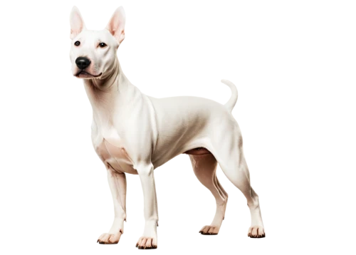 bull terrier,white dog,basenji,white staffordshire bull terrier,piebald,doberman,pinscher,sighthound,rat terrier,dogana,whippets,galgo,shadowfax,indian dog,dobie,dobermannt,colotti,doberan,saluki,galga,Photography,Documentary Photography,Documentary Photography 23