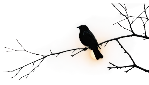 crow in silhouette,nocturnal bird,night bird,american crow,bird on branch,purple martin,american robin,bird on tree,bird in tree,baltimore oriole,redstarts,nightbird,eastern kingbird,flycatcher,oriole,female silhouette,3d crow,bird on the tree,jackdaw,currawongs,Illustration,Abstract Fantasy,Abstract Fantasy 01