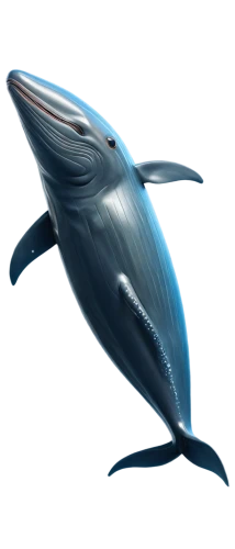 dolphin background,dolphin,dauphins,northern whale dolphin,tursiops,delphinus,cetacean,bottlenose dolphin,the dolphin,porpoise,blue whale,delphin,oceanic dolphins,dusky dolphin,bottlenose,mooring dolphin,dolphins,bottlenose dolphins,whale,two dolphins,Conceptual Art,Fantasy,Fantasy 15