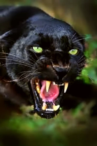 panthera,head of panther,panther,wild cat,feral cat,ferocity,bagheera,melanistic,melanism,yellow eyes,roaring,feral,scourge,predation,prowling,black cat,to roar,panter,felidae,purgatoire