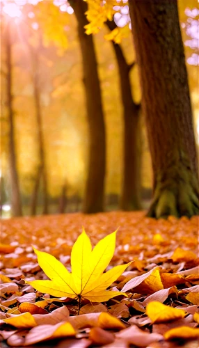 autumn background,yellow leaf,yellow leaves,fallen leaves,fallen leaf,golden autumn,golden leaf,autumn gold,autumn frame,leaf background,autumn leaves,autumn leaf,yellow maple leaf,falling on leaves,autumn forest,just autumn,beech leaves,autumn scenery,fall leaf,autuori,Illustration,Retro,Retro 21