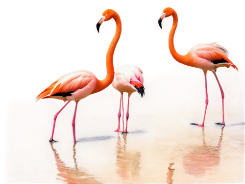 cuba flamingos,flamingo couple,flamingos,flamingoes,greater flamingo,two flamingo,pink flamingos,flamencos,flamingo,pink flamingo,flamingo with shadow,jacanas,spoonbills,colorful birds,gujarat birds,flamingo pattern,phoenicopteriformes,phoenicopterus,tropical birds,flamininus,Photography,Black and white photography,Black and White Photography 07