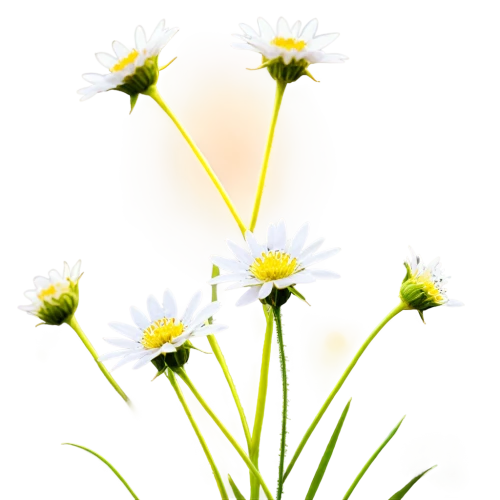 wood daisy background,dandelion background,daisy flowers,ox-eye daisy,oxeye daisy,dandelion flower,leucanthemum,daisies,daisy flower,common daisy,hieracium,white daisies,taraxacum,crepis,common dandelion,taraxacum officinale,grass blossom,camomile flower,apiaceae,hawkbit,Art,Artistic Painting,Artistic Painting 36