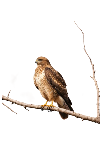 portrait of a rock kestrel,glaucidium passerinum,young hawk,broad winged hawk,red shouldered hawk,desert buzzard,red-tailed hawk,singing hawk,falconidae,ferruginous hawk,fledgeling,aplomado falcon,hawk perch,cactus wren,accentor,lanner falcon,skylarks,saker falcon,redtail hawk,cooper's hawk,Conceptual Art,Sci-Fi,Sci-Fi 01