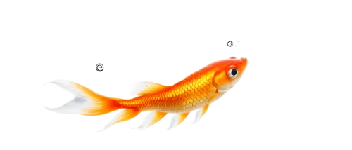 koi,koi fish,goldfish,karp,small fish,squirrelfish,garridos,guardfish,goatfish,killifish,forest fish,red fish,swordtail,playfish,fish in water,koi pond,hawkfish,poisson,fish,foxface fish,Illustration,Black and White,Black and White 25