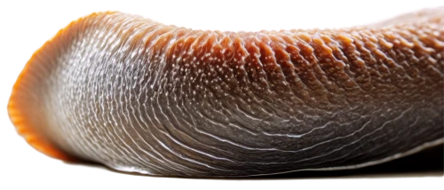 sordariomycetes,conocybe,odostomia,phellinus,micromollusk,calliostoma,snail shell,shelled gastropod,pluteus,micromollusc,coprinellus,pterodroma,sporangium,polypore,clitocybe,tylopilus,milkcap,varroa,micromollusks,pleurotus,Photography,Artistic Photography,Artistic Photography 06