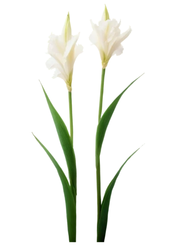 flowers png,easter lilies,lilies of the valley,lily of the valley,tulip background,madonna lily,tuberose,grass lily,lily of the field,white lily,aspidistra,jonquils,flower background,lily of the desert,hymenocallis,zephyranthes,grape-grass lily,paperwhites,grass blossom,garden star of bethlehem,Illustration,American Style,American Style 15