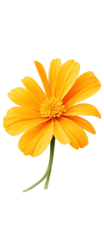 chrysanthemum background,flowers png,flower background,yellow gerbera,calenduleae,calendula,sunflower lace background,coreopsis,calendula flower,yellow cosmos,wood daisy background,marigold flower,gerbera flower,yellow calendula flower,gerbera,flower wallpaper,calendula officinalis,trollius download,arnica,orange marigold,Art,Classical Oil Painting,Classical Oil Painting 06