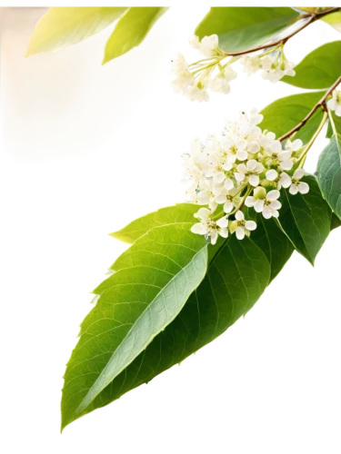 spring leaf background,spring background,white blossom,white flower cherry,bird cherry,flower background,nature background,cherry blossom branch,common bird cherry,flower wallpaper,flowering tree,elderflower,fruit blossoms,tea flowers,white lilac,flowers png,linden blossom,toxicodendron,serviceberry,tree blossoms,Conceptual Art,Daily,Daily 08