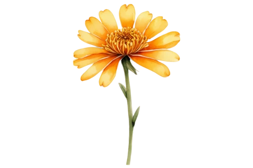 calenduleae,calendula,calendula flower,calendula officinalis,flowers png,chrysanthemum background,orange flower,gerbera flower,yellow calendula flower,asteraceae,yellow gerbera,gerbera,calendula suffruticosa,hieracium,arnica,rudbeckia,flower background,marigold flower,straw flower,wood daisy background,Illustration,Black and White,Black and White 02