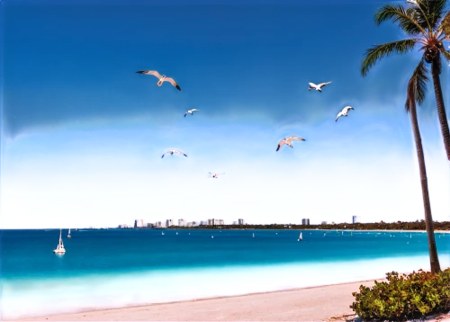 fisher island,waikiki beach,waikiki,haulover,silver gulls,south beach,sobe,coolangatta,fort lauderdale,lauderdale,mooloolaba,sailboats,key west,gold coast,biscayne,miamis,palmbeach,seagulls flock,alagoas,seagulls,Conceptual Art,Sci-Fi,Sci-Fi 13