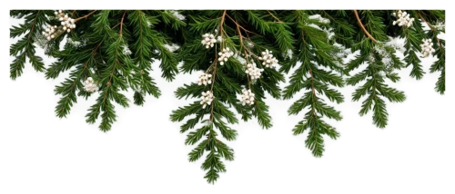 polypodium,wakefern,polystichum,pteris,fern plant,fir tree decorations,pteridium,birch tree background,dryopteris,ferns,fir needles,leatherleaf,ailanthus,leaf fern,lycopodium,blechnum,thuja,dacrydium,fir-tree branches,arborvitae,Conceptual Art,Sci-Fi,Sci-Fi 22