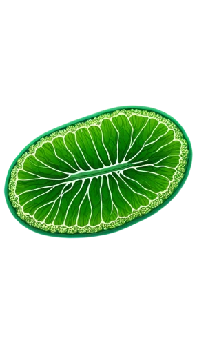 water lily leaf,chloropaschia,lotus leaf,chloroplast,chloroplasts,tropical leaf,coconut leaf,grape leaf,ginkgo leaf,spring leaf background,leaf background,tropical leaf pattern,fern leaf,chloroprene,magnolia leaf,pentachlorophenol,fig leaf,lotus leaves,patrol,palm leaf,Photography,Documentary Photography,Documentary Photography 17