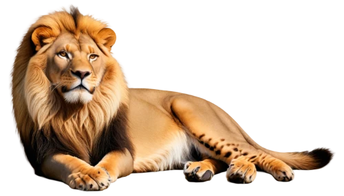 panthera leo,male lion,tigon,magan,african lion,female lion,leonine,lion,felidae,forest king lion,lion white,kion,cheetor,tigr,aslan,tigar,lionore,goldlion,lionni,lion - feline,Conceptual Art,Sci-Fi,Sci-Fi 21