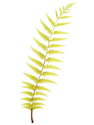 huana,palm tree vector,fern plant,pteris,lycopodium,spikelet,garbarnia,palm leaf,fern leaf,fishtail palm,palmtree,leaf fern,polypodium,ferns,softspikes,pteridium,asparagaceae,centipede,palmitic,spines,Conceptual Art,Daily,Daily 18